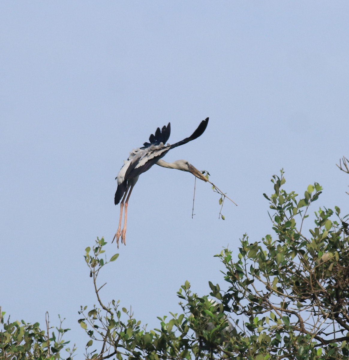 Индийский аист-разиня - ML646439249