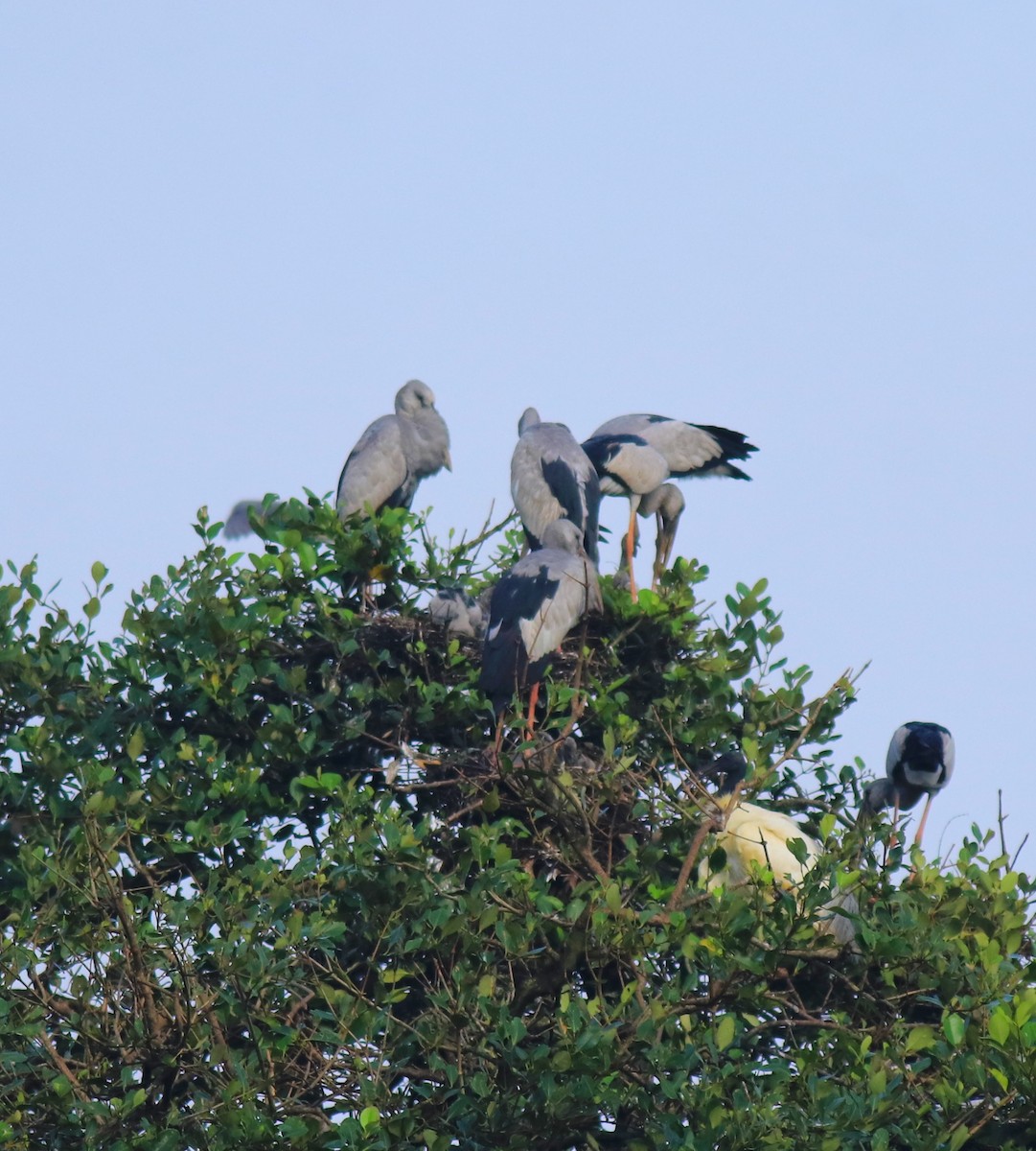 Индийский аист-разиня - ML646439251