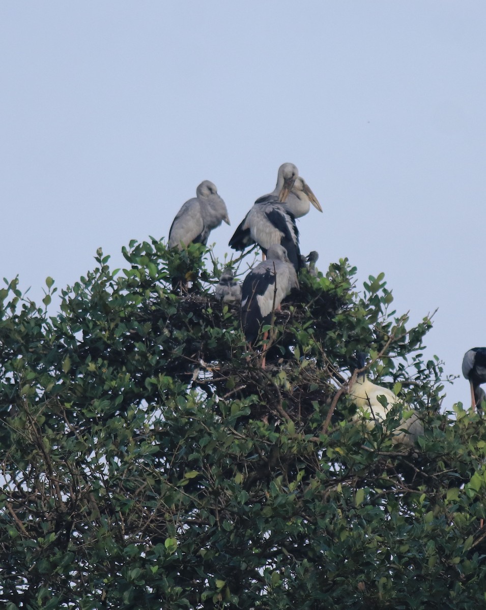 Индийский аист-разиня - ML646439252