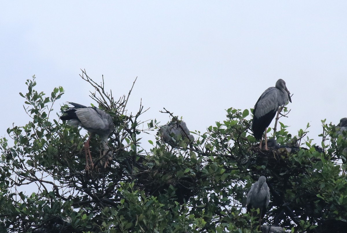 Индийский аист-разиня - ML646439253