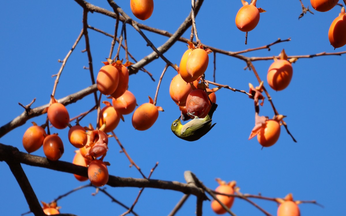 Warbling White-eye - ML646439254