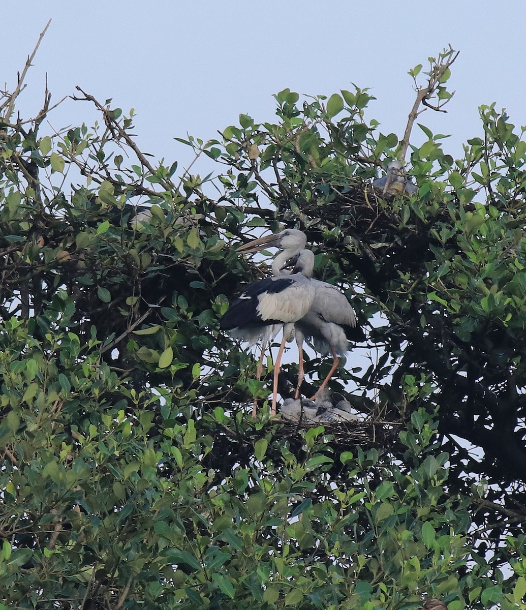 Индийский аист-разиня - ML646439255