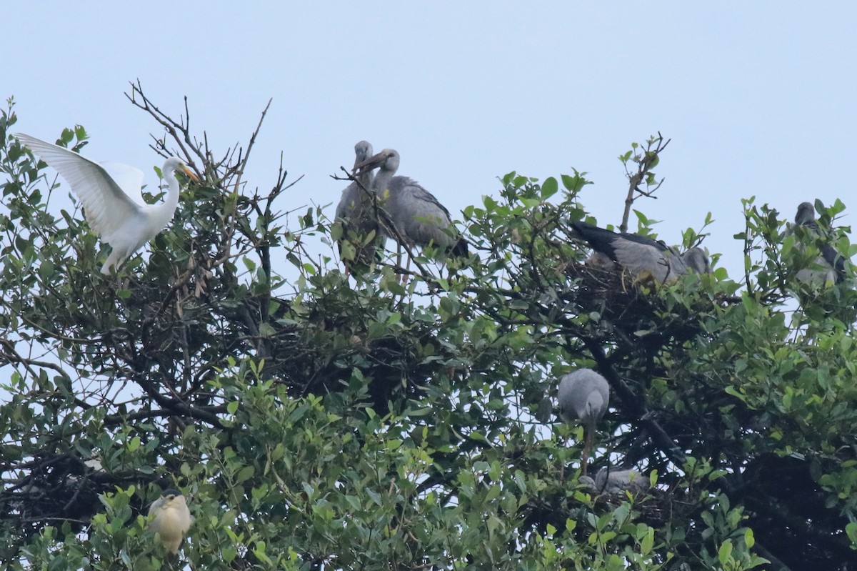Picotenaza Asiático - ML646439256
