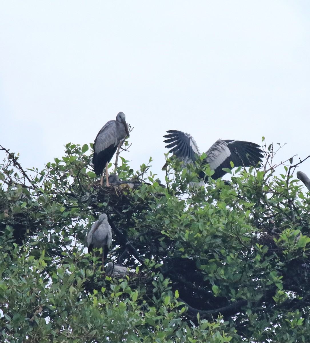 Picotenaza Asiático - ML646439257
