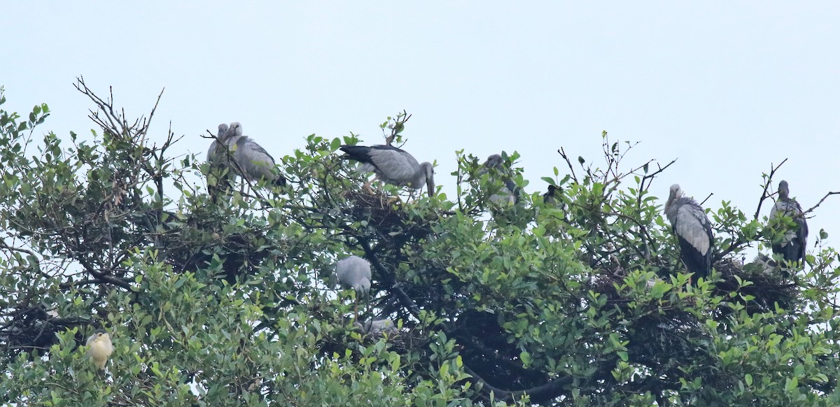 Picotenaza Asiático - ML646439258