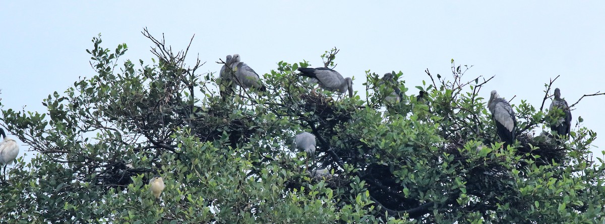 Picotenaza Asiático - ML646439260