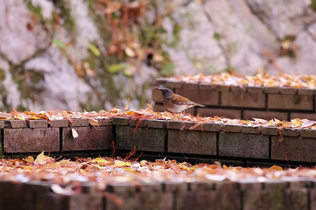 Pale Thrush - ML646439263