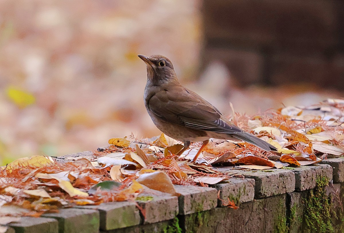 Pale Thrush - ML646439264