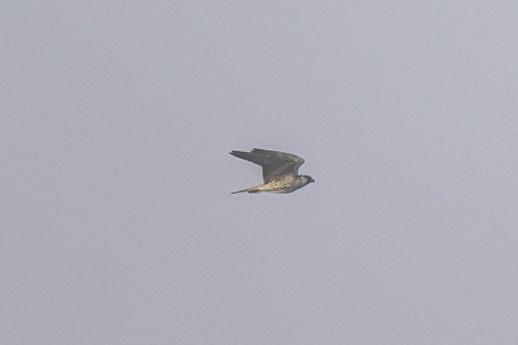 Peregrine Falcon - ML646439267