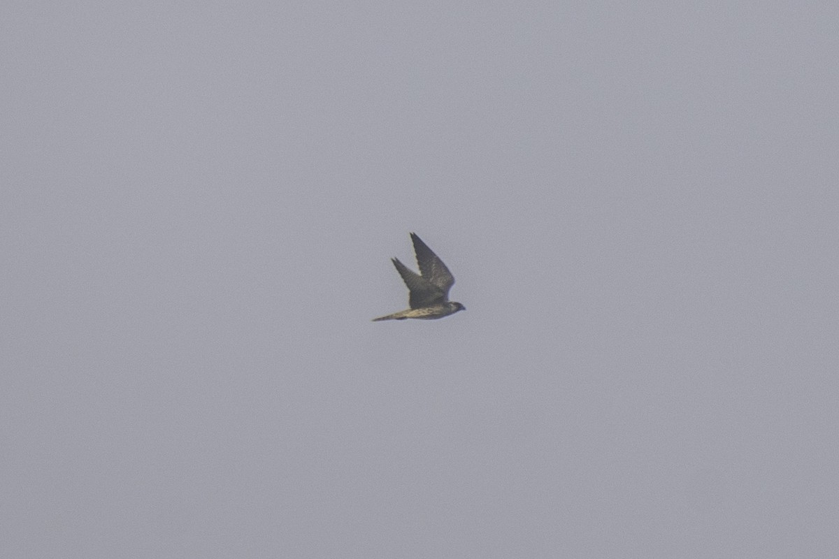 Peregrine Falcon - ML646439269