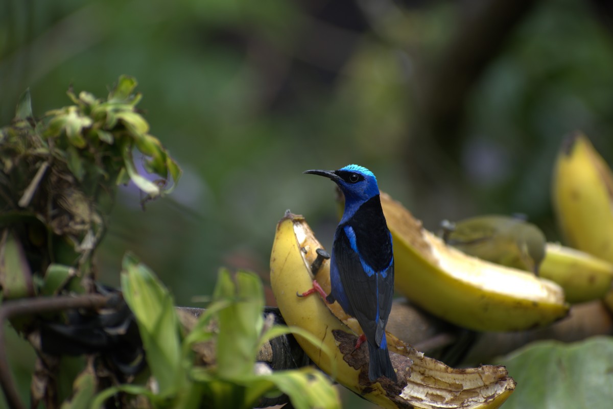 Red-legged Honeycreeper - ML646439271