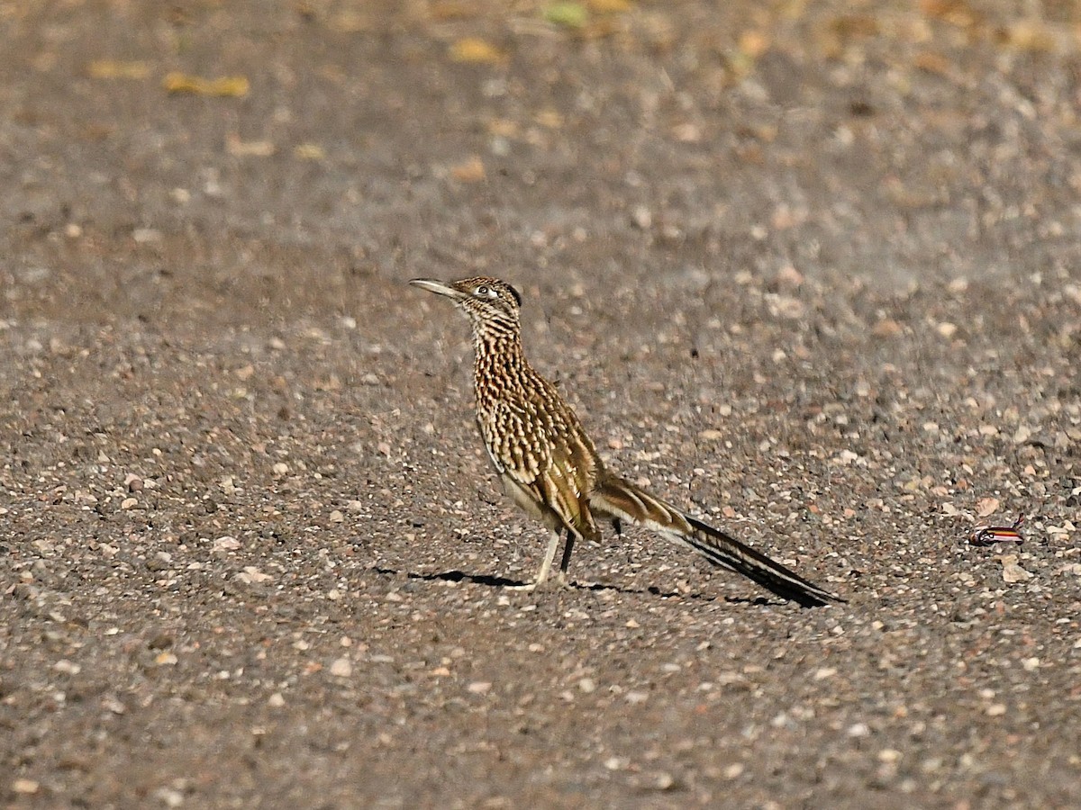Greater Roadrunner - ML646439273