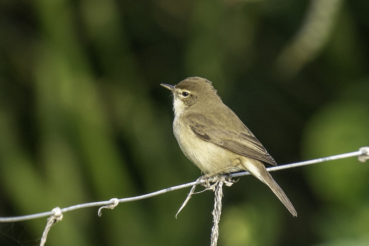 Booted Warbler - ML646439276