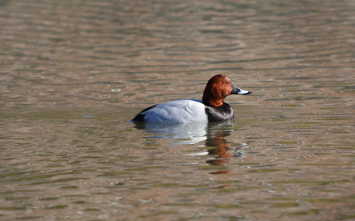 Common Pochard - ML646439277