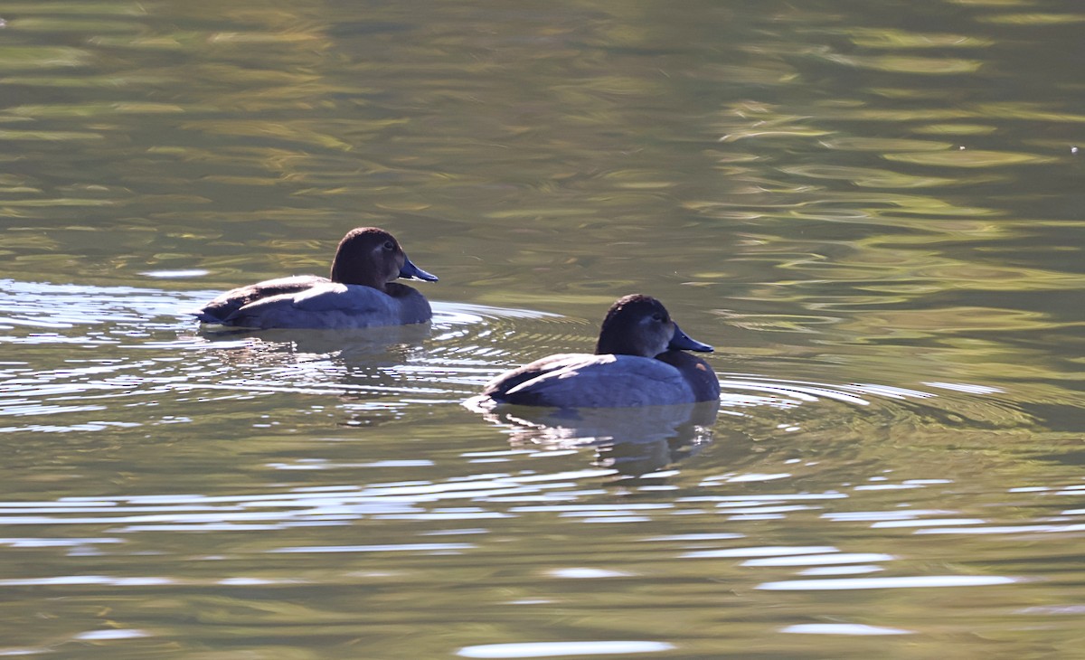Common Pochard - ML646439278