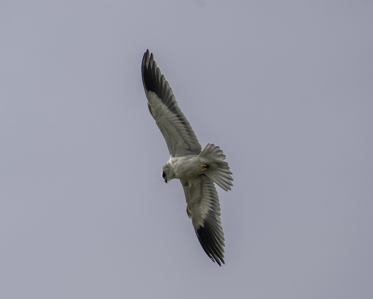 Black-winged Kite - ML646439281