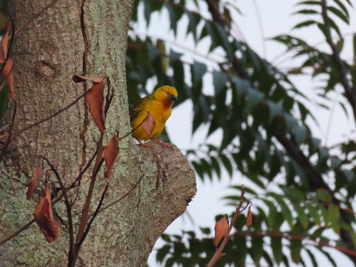 Шафрановый ткач - ML646439284