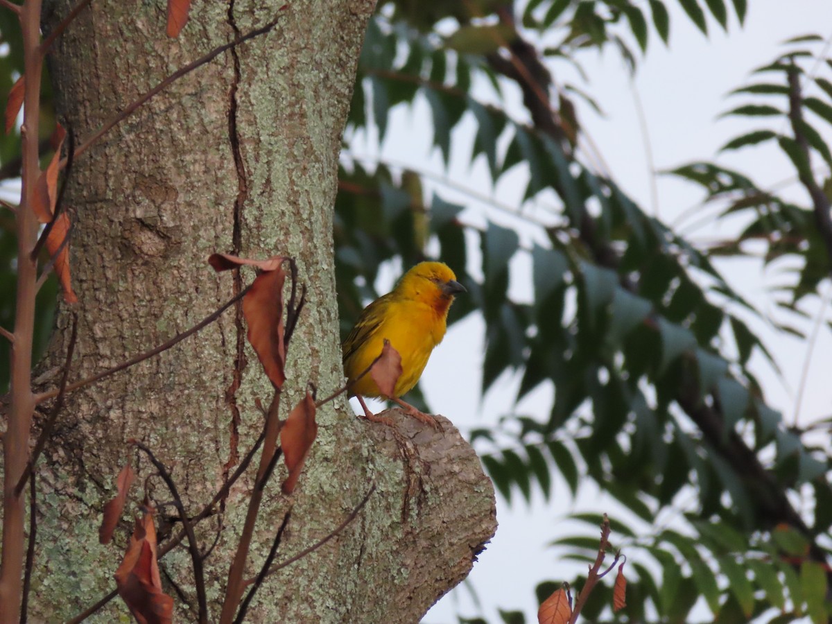 Holub's Golden-Weaver - ML646439285
