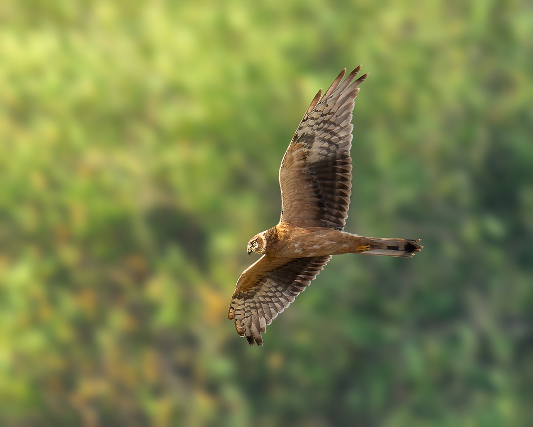 Pallid Harrier - ML646439286