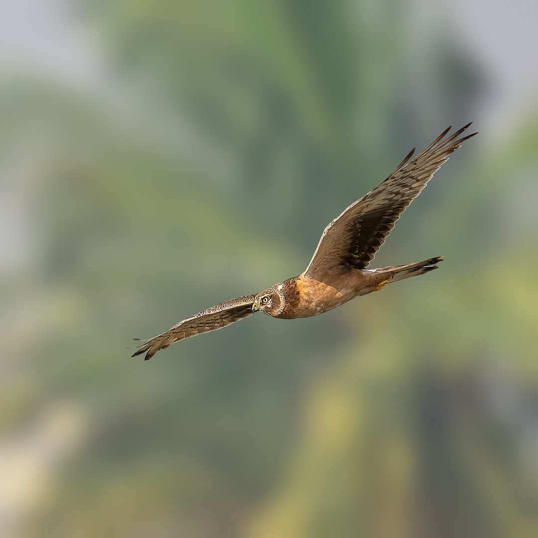 Pallid Harrier - ML646439287