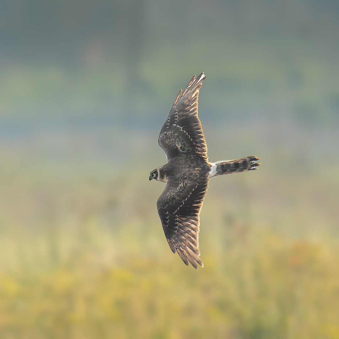 Pallid Harrier - ML646439288
