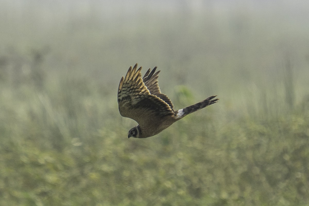 Степной лунь - ML646439289