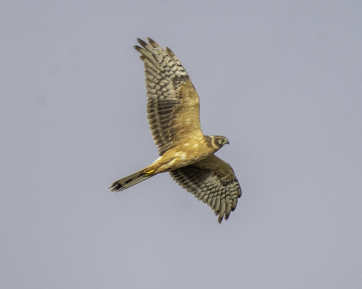 Степной лунь - ML646439290