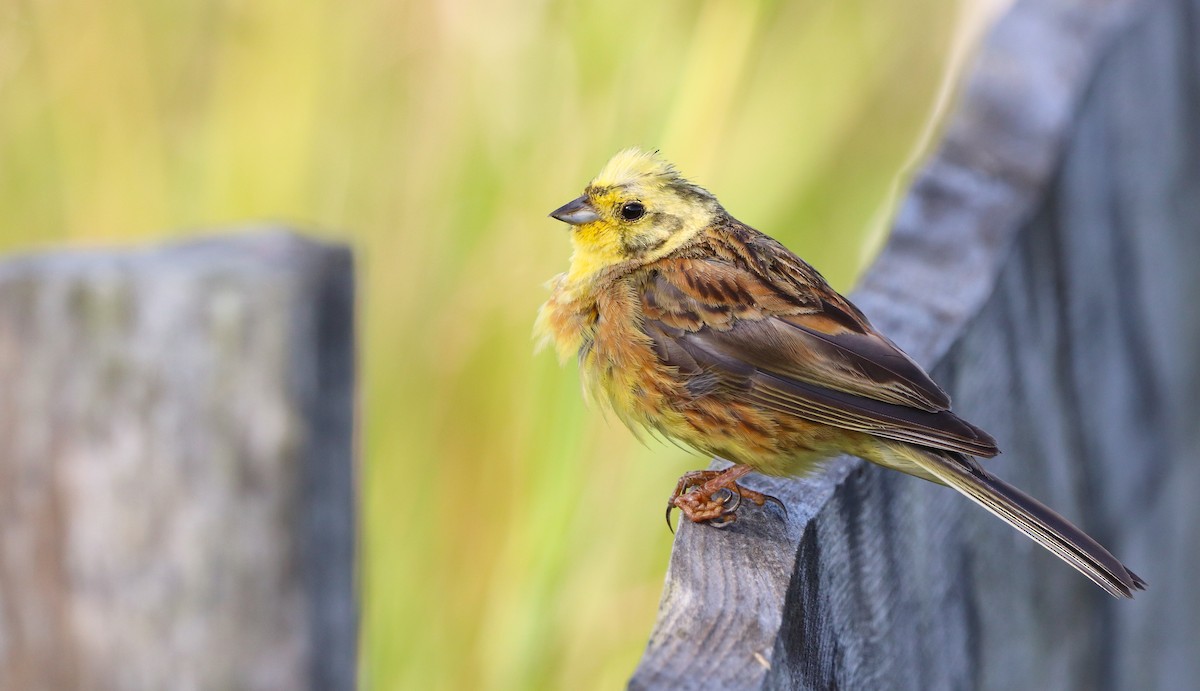 Обыкновенная овсянка - ML646439292