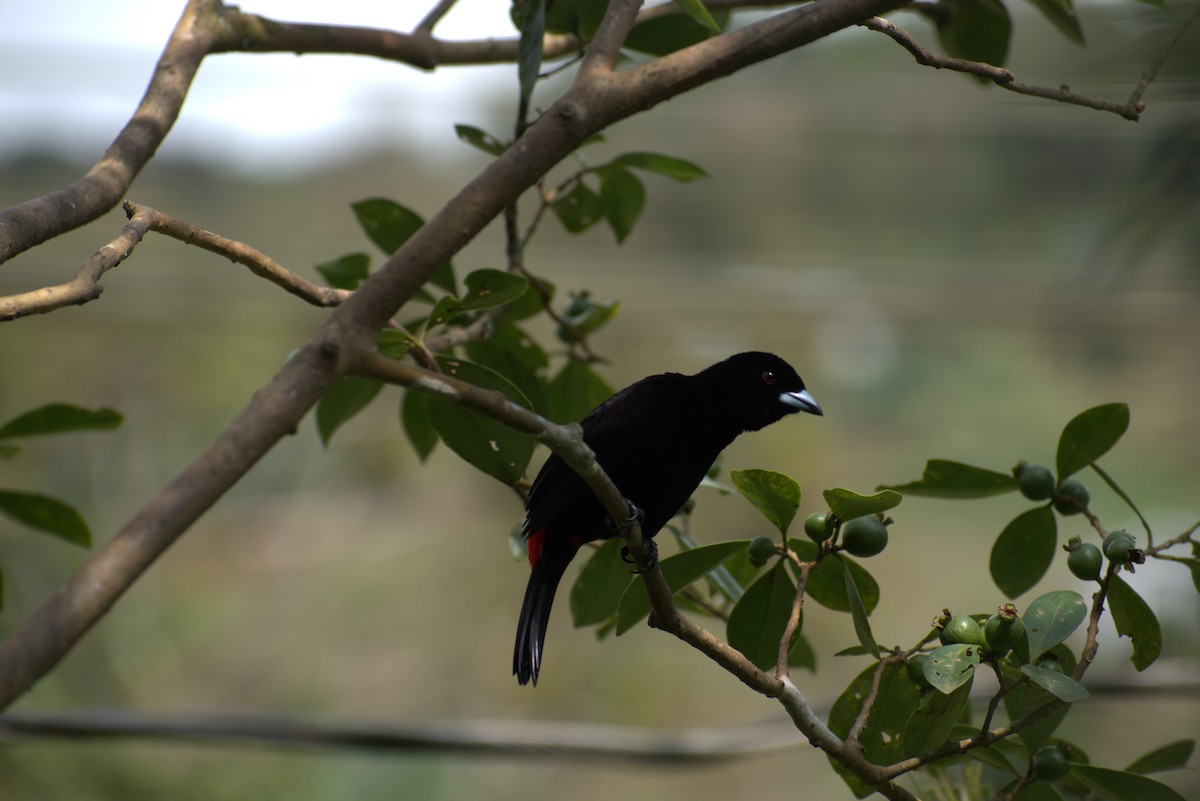 Гватемальский сереброклюв - ML646439294