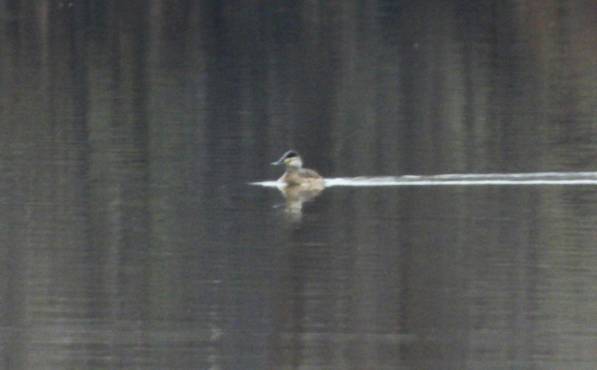 Американская савка - ML646439295