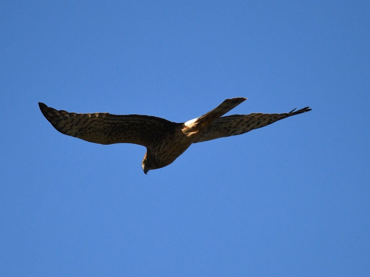 Американский лунь - ML646439296