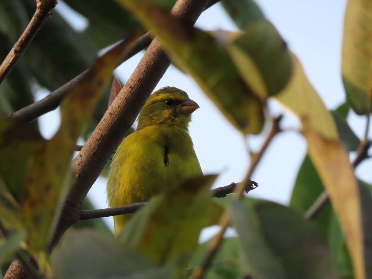 Мозамбикский канареечник - ML646439297