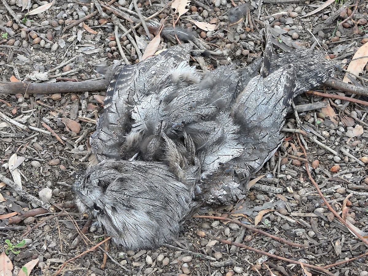 Исполинский лягушкорот - ML646439298