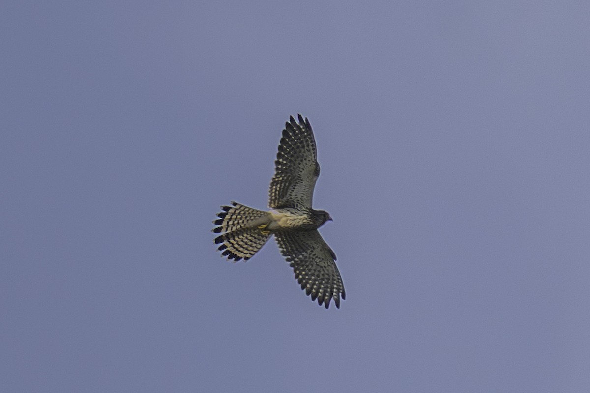 Пустельга - ML646439300