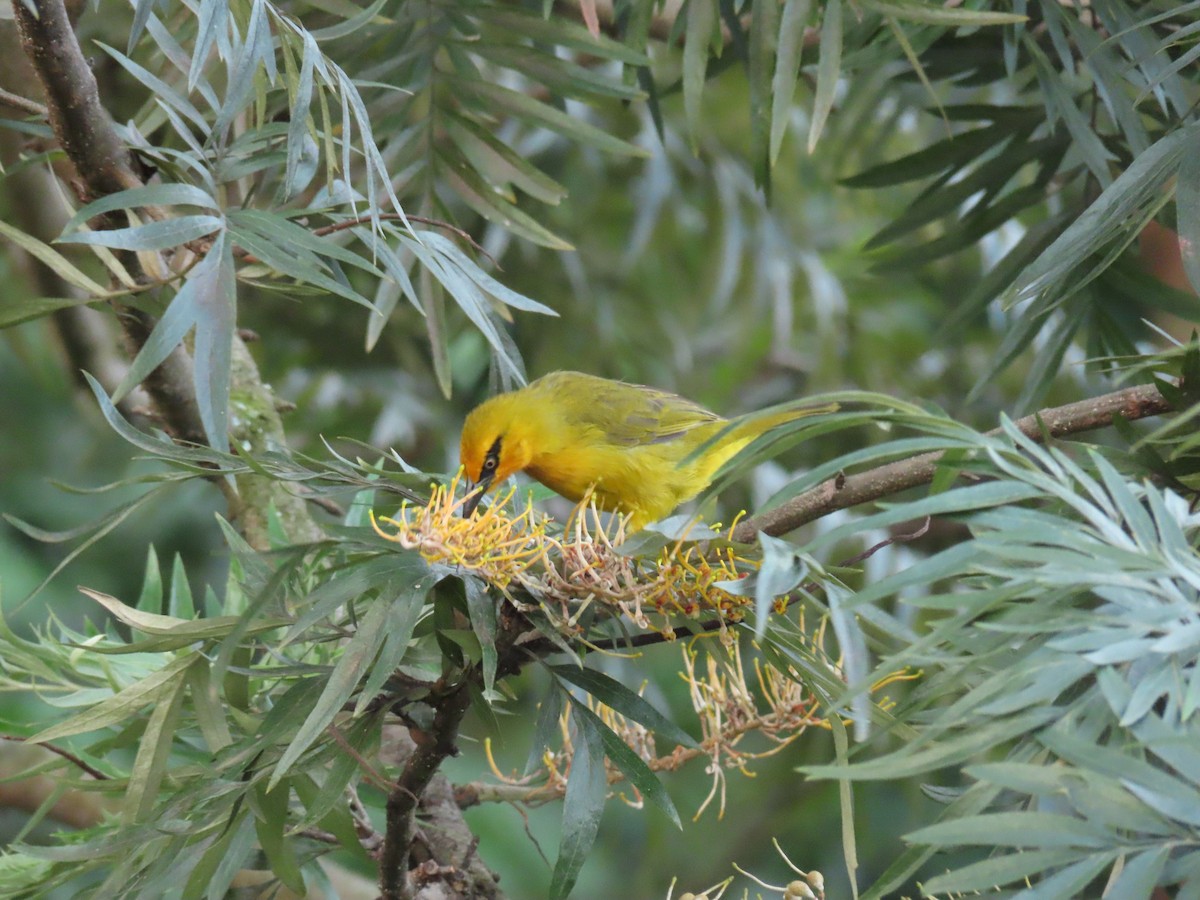 Очковый ткач - ML646439302