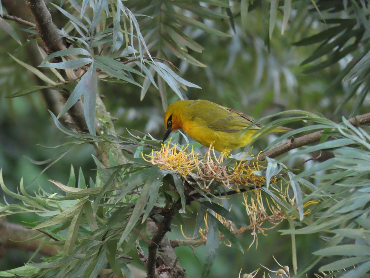 Очковый ткач - ML646439303