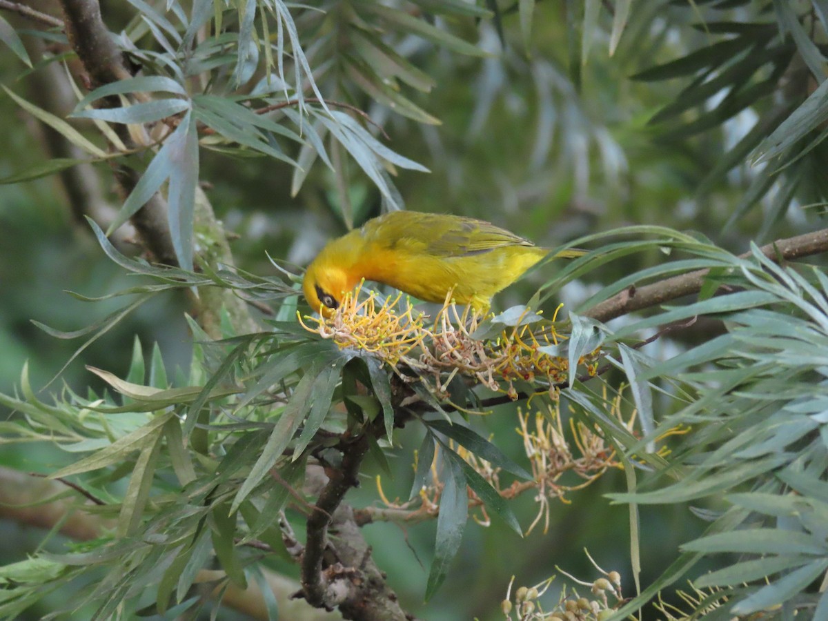 Очковый ткач - ML646439304