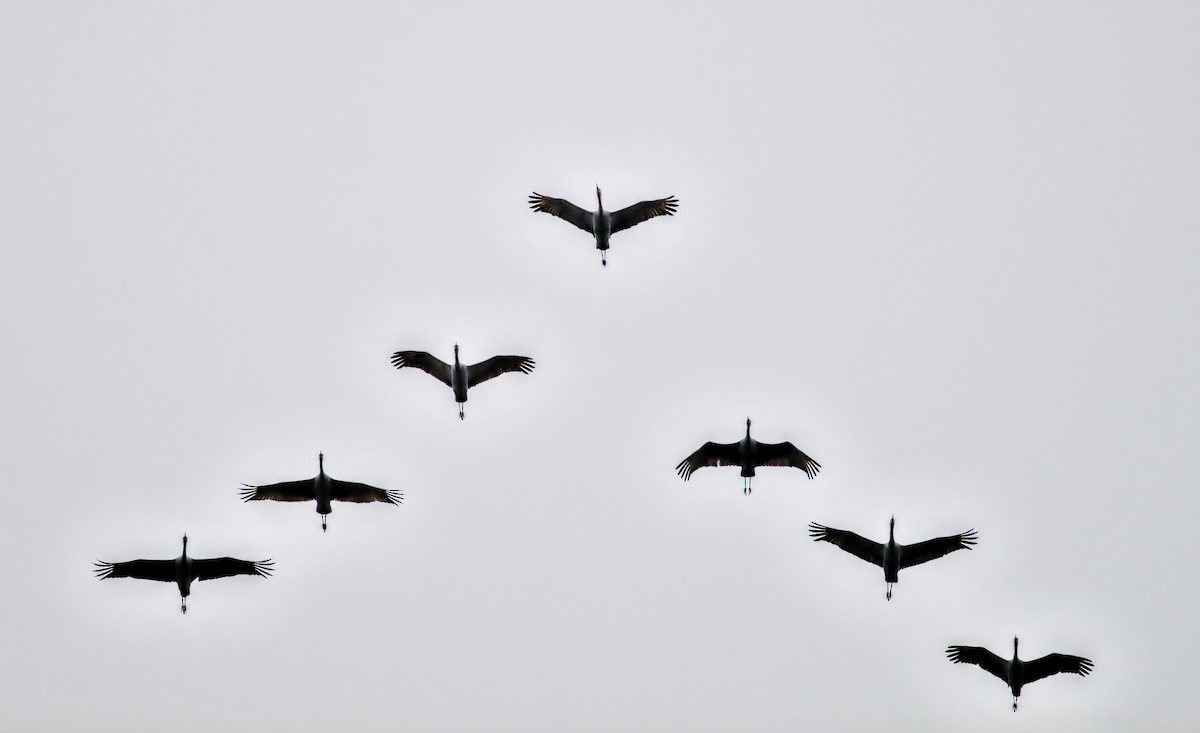 Канадский журавль - ML646439305