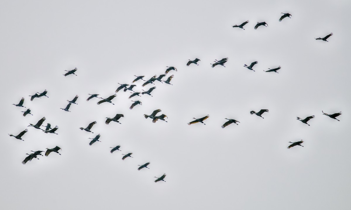 Канадский журавль - ML646439306