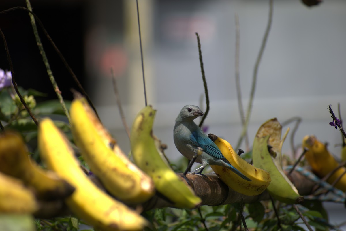 Сине-серая танагра - ML646439307