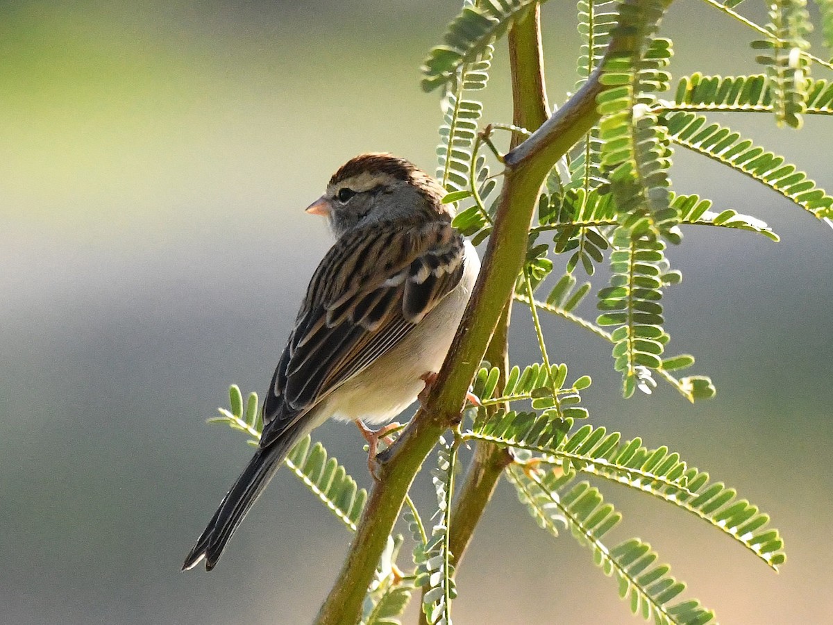 Малая воробьиная овсянка - ML646439308