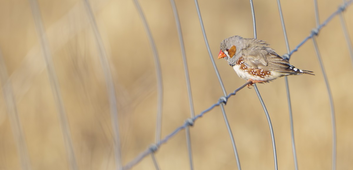 Зебровая амадина - ML646439309