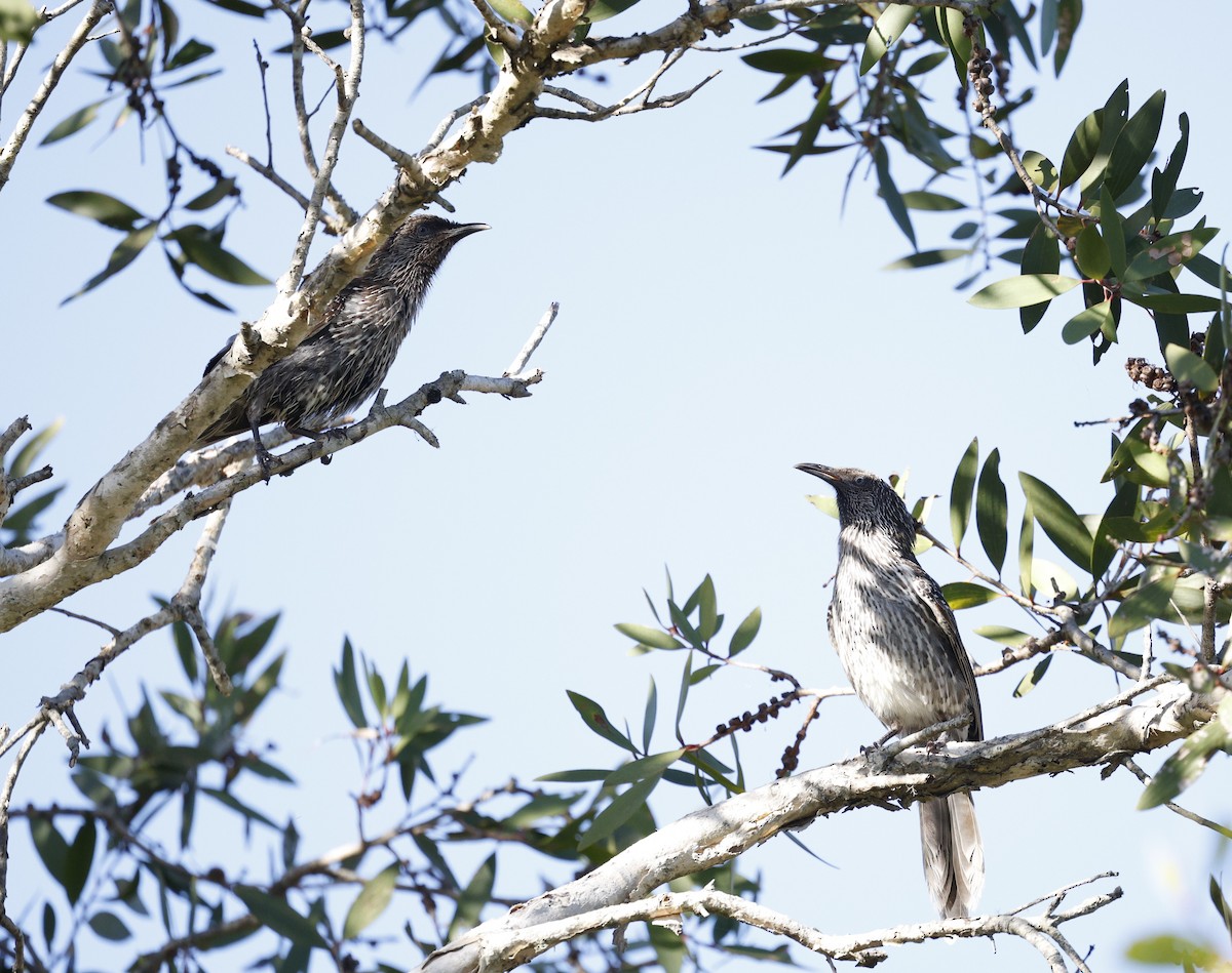 Рыжекрылый серёжкоух - ML646439310