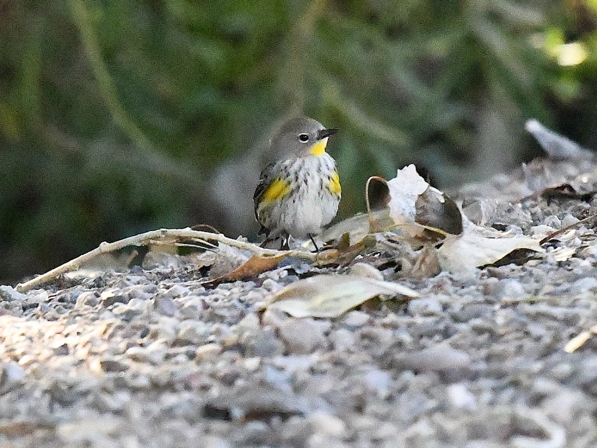 Миртовый певун - ML646439311