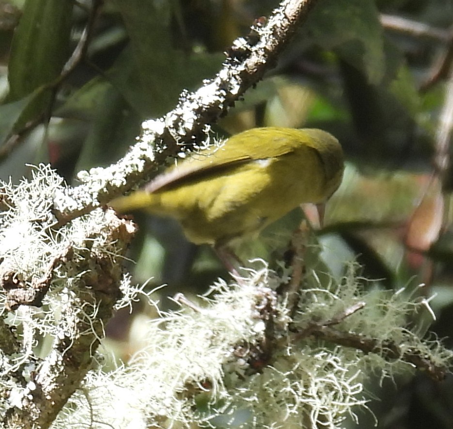 Hawaii Creeper - ML646439312