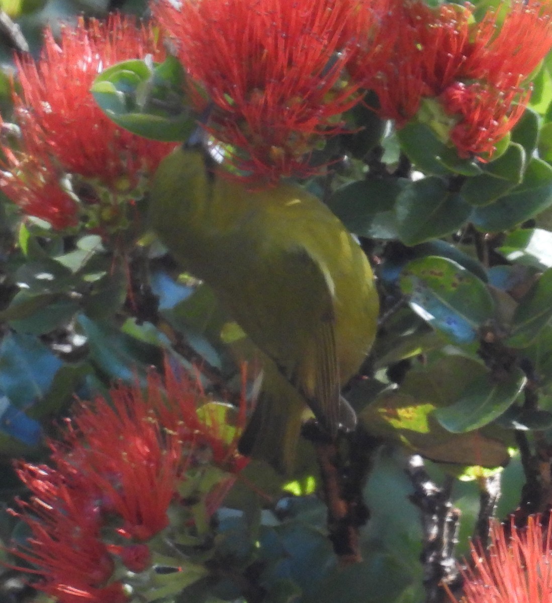 Hawaii Amakihi - ML646439313