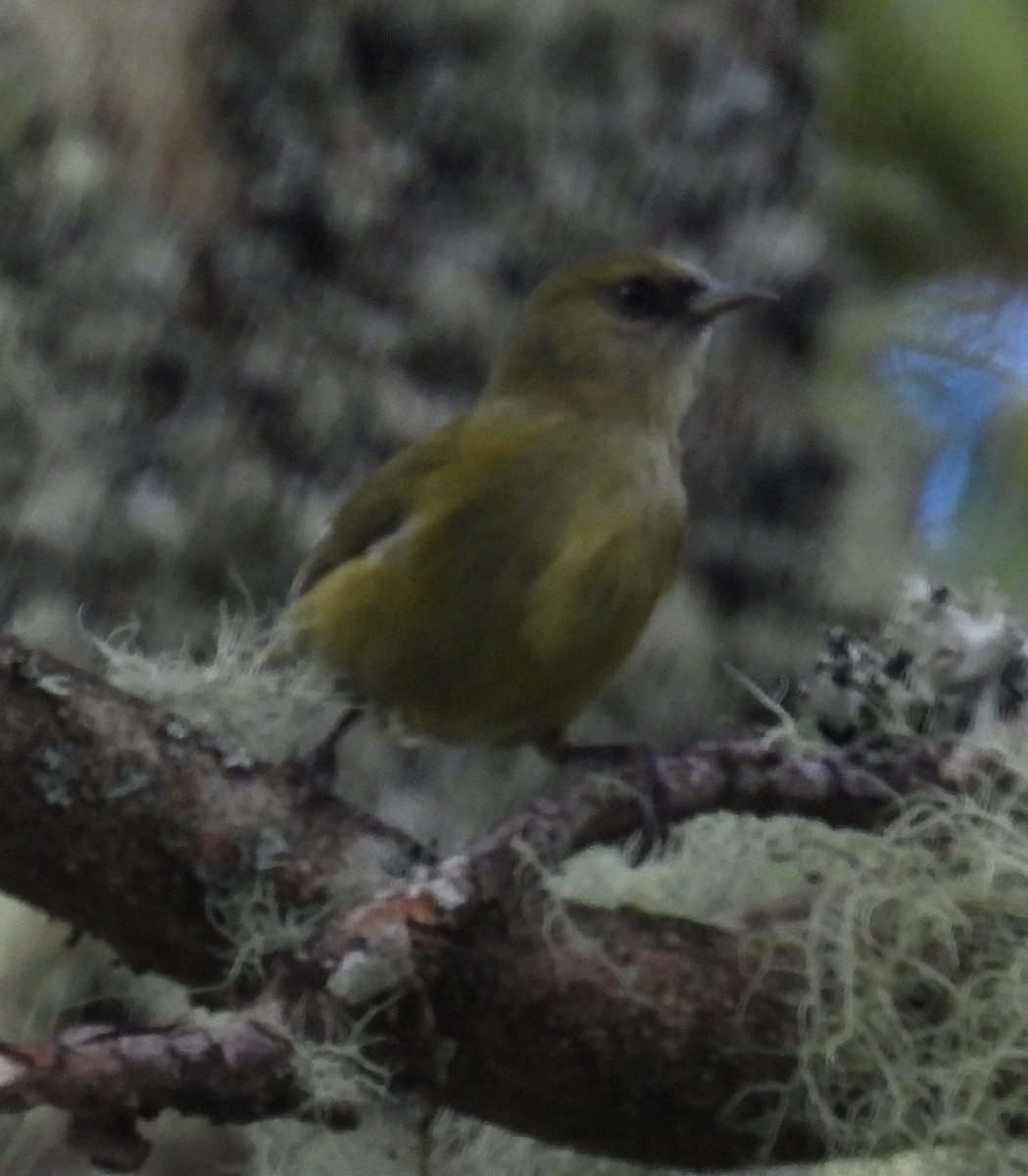 Hawaii Creeper - ML646439314