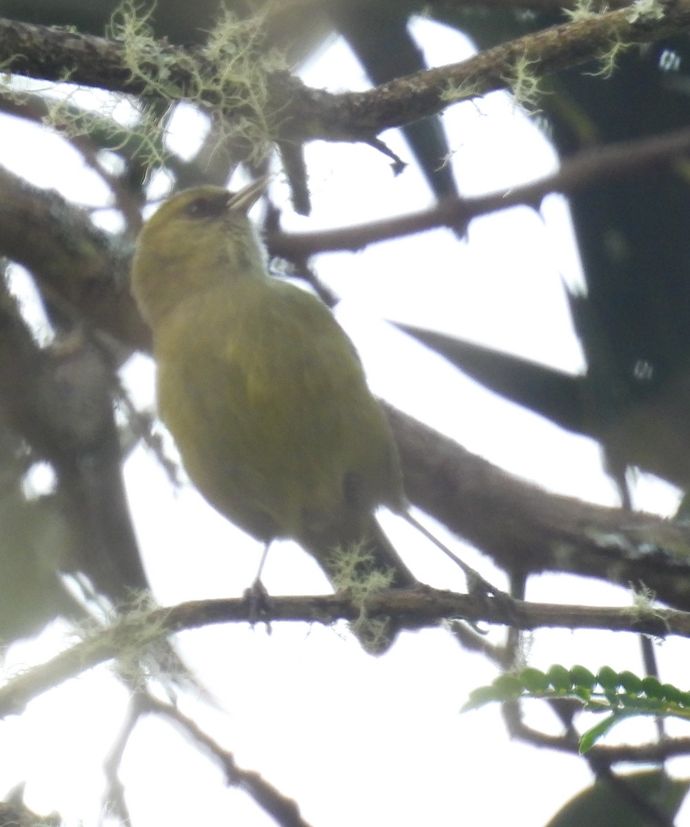 Hawaii Creeper - ML646439315