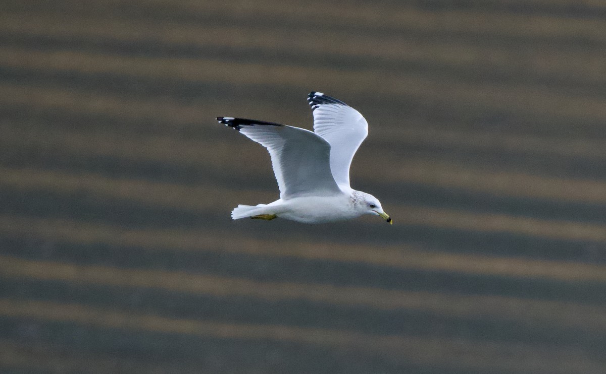 Ring-billed Gull - ML646439318