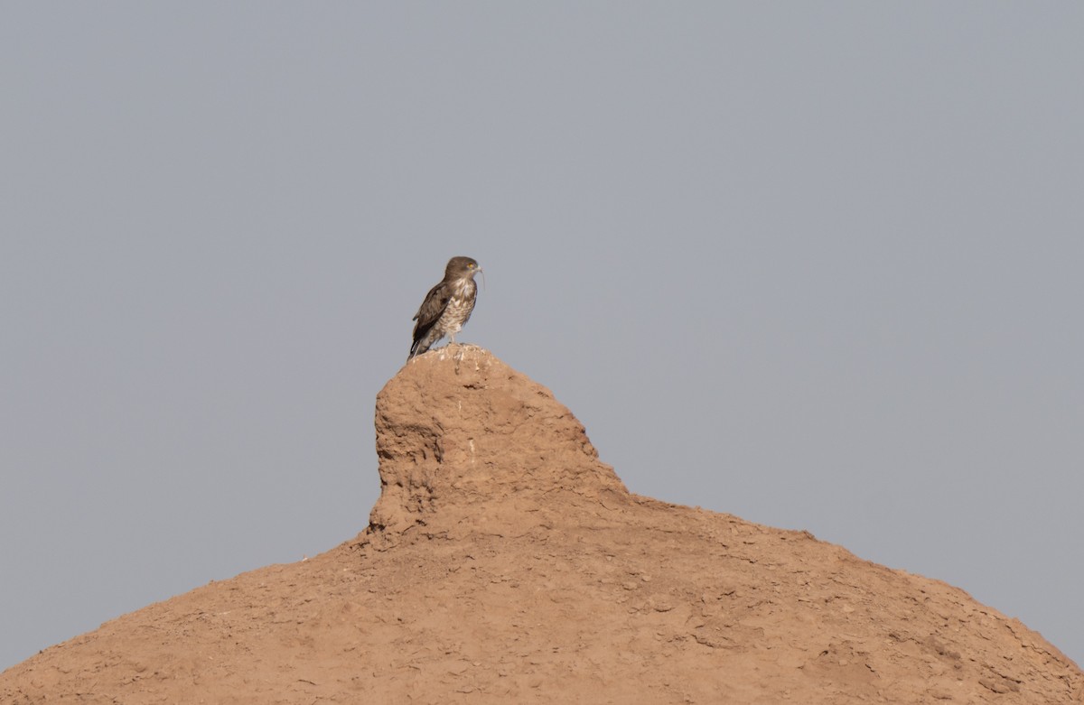 Culebrera Europea - ML646439319